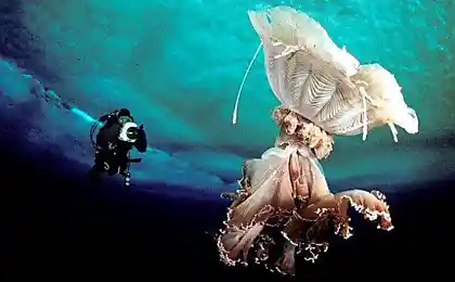 Подводный мир Антарктиды (12 фото)