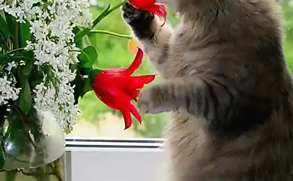 Коты - цветы жизни