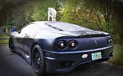 І кози не люблять Ferraris.