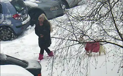 Гламурний вихованець