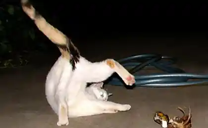 Котэ-йоги