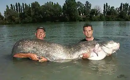 Подводная жывность