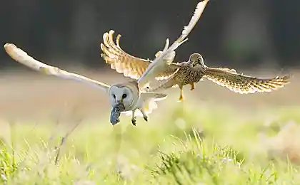 Птичья иерархия