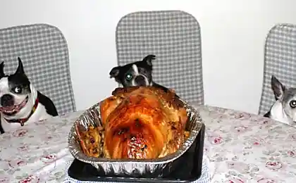 Вот это называется - счастье!