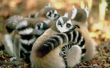 Lemurs є handsome