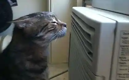 Котэ остывает....))))