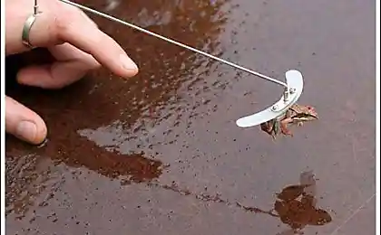 Что можно сделать из обычной лягушки