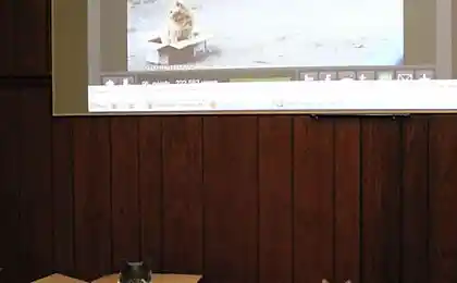 Ловушка для кошек