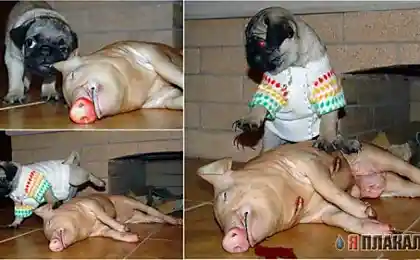 Собака и свинья