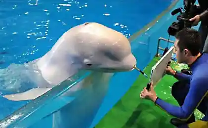 Рисующий дельфин