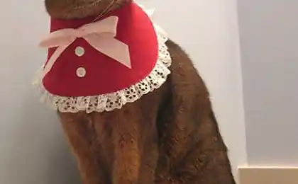 Одяг для кота
