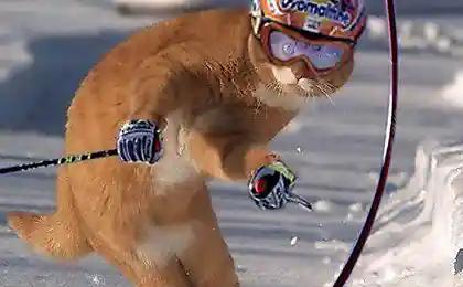 Це Олімпійські ігри короткі коти.