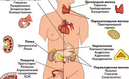 Простукивание тимуса и еще 7 омолаживающих упражнений для желез