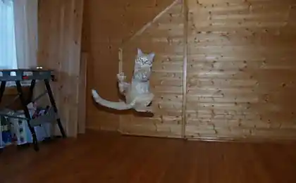 Літаючі коти