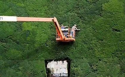 Як ви зрізаєте найвищі дерева ясен у світі?