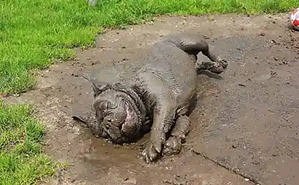 В прошлой жизни у него был пятачок
