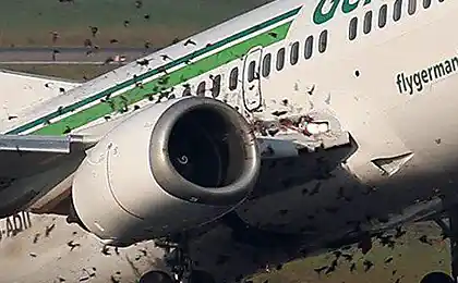 Plane і блокування птахів (3 фото)