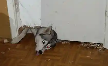 Хаски отрываются (140 фотографии)