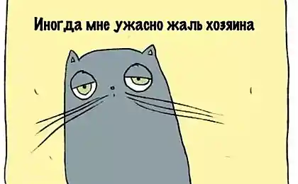 Про кота!