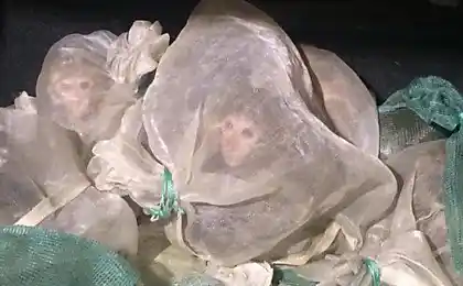 他们在这辆车的后备箱中发现的事实 - 震惊！