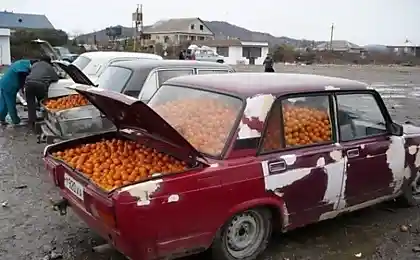 В такую машину помещается до 700 кг мандаринов.