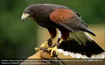 Бачення у тварин (10 фото)