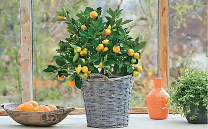 如何照顾柑橘