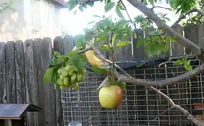 Существуют мультифруктовые деревья