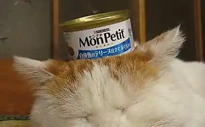 Самый крутой кот в мире ))