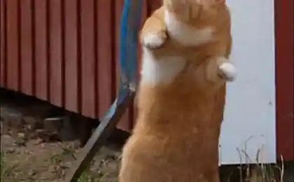 Позитивный котяра