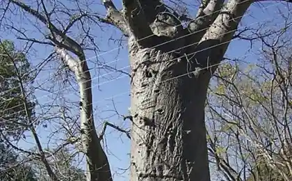 Очень нужное дерево (4 фото)