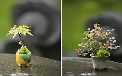 Його - карликові керамічні горщики розмір thimble