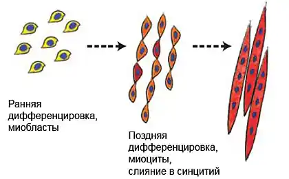 Повністю функціональні м'язи, вирощені в лабораторії
