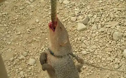 Mongoose vs Snake (6 фото)