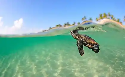 15 Stupid Turtles Що Волинь ваш настрій!
