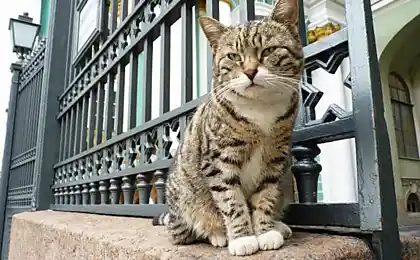 Гермітаж Cat Армія
