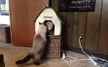 Війна Cat для Теплиці
