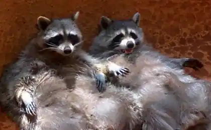100 most valuable pictures of raccoons. All time