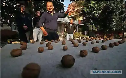 А не хотите ли орешков каленых?
