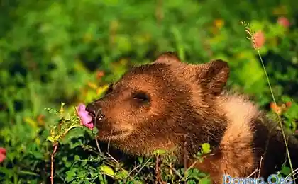 Мишки