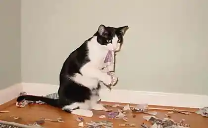 Свежая порция котейкофф (41 фото)