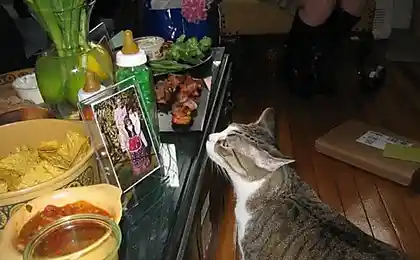 Забавные животные готовы на много ради кусочка бекона