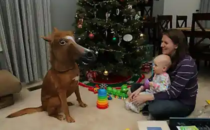 Я - Лошадь?!