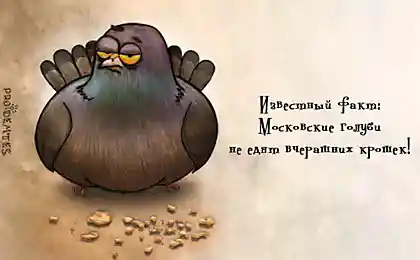 О чем же думают животные?