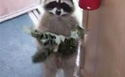 Кота не вы потеряли?