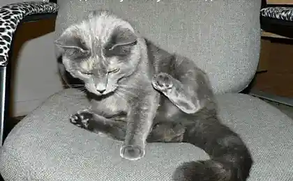 Кошка Фаня