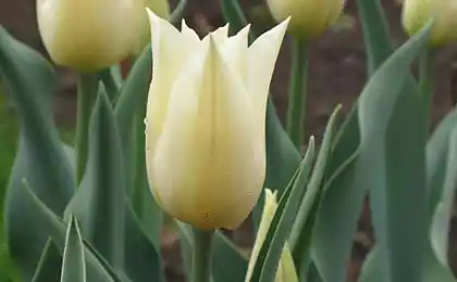 15 de los mejores лилиецветных tulipanes