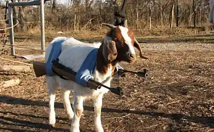 Самоходное двуствольное орудие