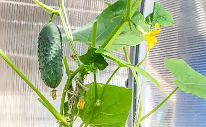 6 de verduras que Se puede cultivar en el alféizar de la ventana