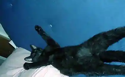 Кот, который крепко спит